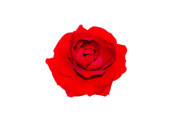 Szoros Felső Kilátás Elszigetelt Fej Vörös Rózsa Sekély Mélysége Mező — Stock Fotó