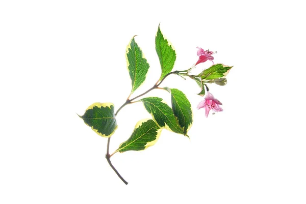 Twig Weigela Med Rosa Klockor Och Blad Med Gul Kant — Stockfoto