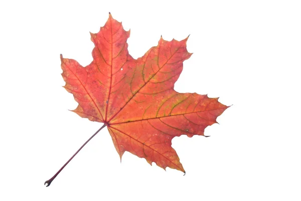Macro Shot Red Maple Leaf Isolated Whit — Stock Photo, Image