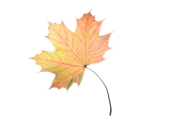 Macro Shot Maple Leaf Pastel Colors Isolated Whit — Stock Photo, Image