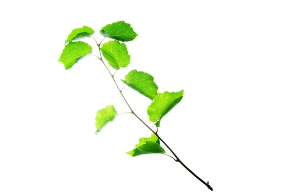 Περούκα Φουντουκιού Πράσινα Φύλλα Απομονωμένα Άσπρο — Φωτογραφία Αρχείου