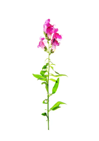 Snapdragon Blomma Isolerad Vit — Stockfoto