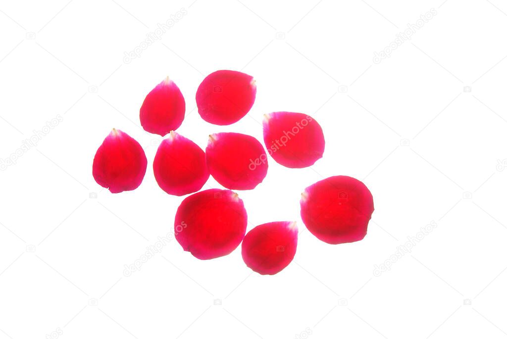 Closeup of red rose petals isolated on white background, top vie