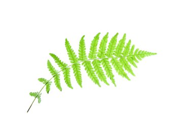 Young fern leaf isolated on white clipart