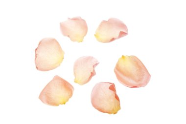 Genç eğreltiotu yaprağı beyaz üzerine izole