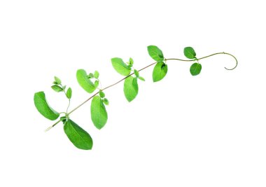 Gül yapraklarının kenar köşesi beyaza izole edilmiş