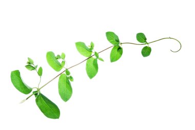 Whit 'te genç filizleri olan yeşil bir dala tırmanıyor.