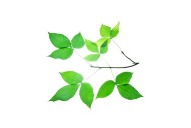 Whit üzerinde yeşil ptelea dalı yaprakları izole