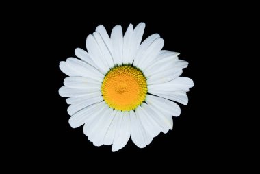 Siyah üzerine izole edilmiş beyaz papatya çiçeğinin makro görüntüsü.