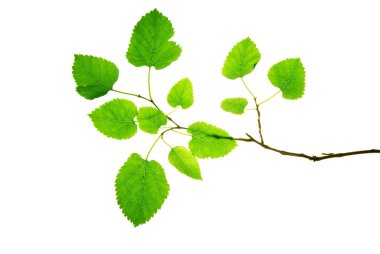 Yeşil yapraklı dut dalı, Whit 'te izole.