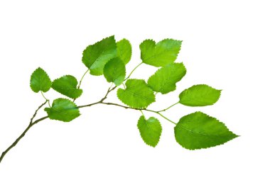 Su damlalı yeşil yapraklı dut dalı, Whit 'te izole.