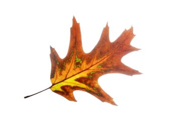 Whit üzerinde çok renkli kırmızı meşe yaprağı izole