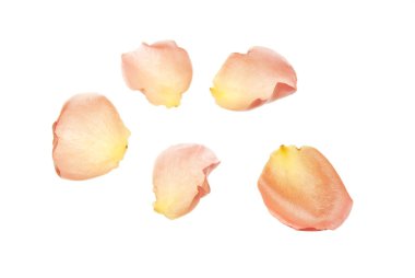 Gül yaprakları izole edilmiş beyaz arkaplan