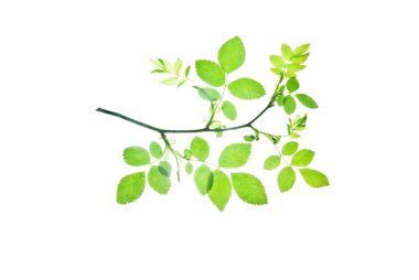 Bir dal dalının silueti beyaz bir meyve ile yalıtılmış