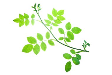 Whit 'te yalıtılmış bir gül dalı