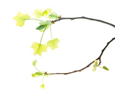 Beyaz yapraklı ilk bahar yapraklı lale dalı.