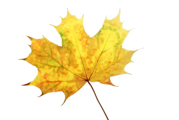 Autumn Maple Leaf Isolated White Backgroun — Stock Photo, Image