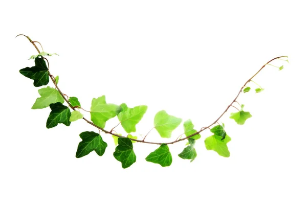 Изогнутый Зеленый Плющ Ветви Изолированы Уайт — стоковое фото