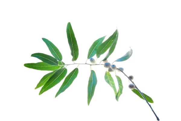Зеленая Оливковая Ветвь Фруктами Изолированными Белом — стоковое фото