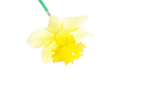 Huvud Gul Påsklilja Blomma Isolerad Vit — Stockfoto
