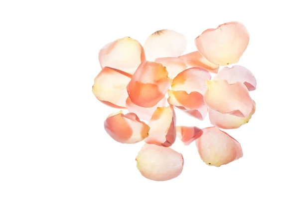 白に孤立したバラのピンクの花弁 — ストック写真