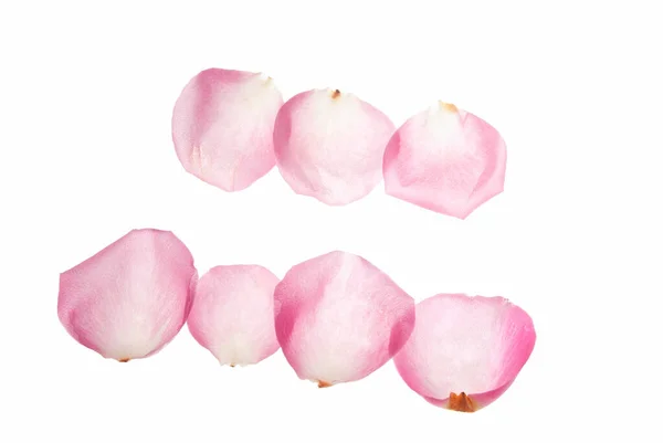 Rózsaszirmok Amelyek Használható Határ Elszigetelt Fehér Háttér — Stock Fotó