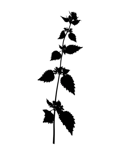 Silhouette Flowering Dead Nettle Isolated White — Stock Photo, Image