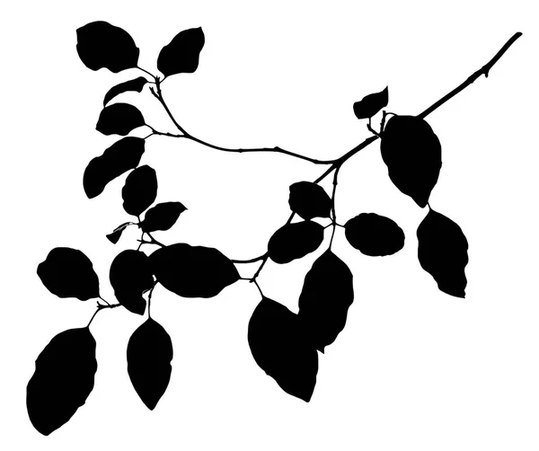 Silhouette Eines Zweiges Eines Gartenbusches Isoliert Auf Whit — Stockfoto