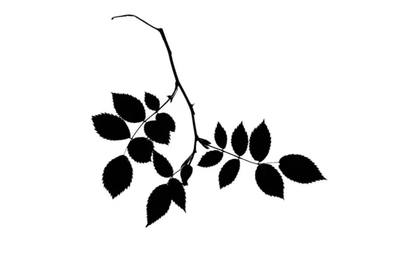 Silueta Větvičky Psa Růže Ovocem Izolovaným Bílém — Stock fotografie