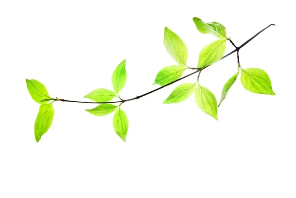 Silhouette Eines Zweiges Der Hundsrose Mit Einer Frucht Isoliert Auf — Stockfoto