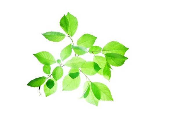 Przezroczyste Zielone Liście Gałązki Odizolowanej Białku — Zdjęcie stockowe