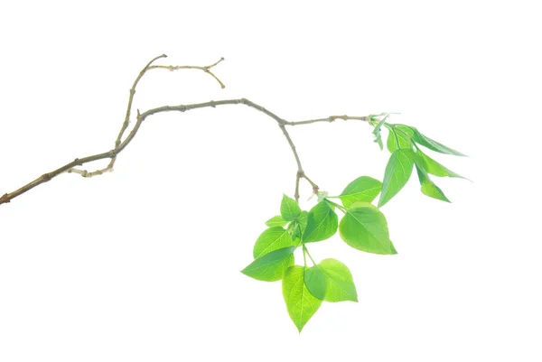 Brindille Lilas Avec Jeunes Petites Feuilles Lilas Isolées Sur Blanc — Photo