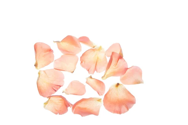 Pétales Rose Isolés Sur Blanc Image En Vente