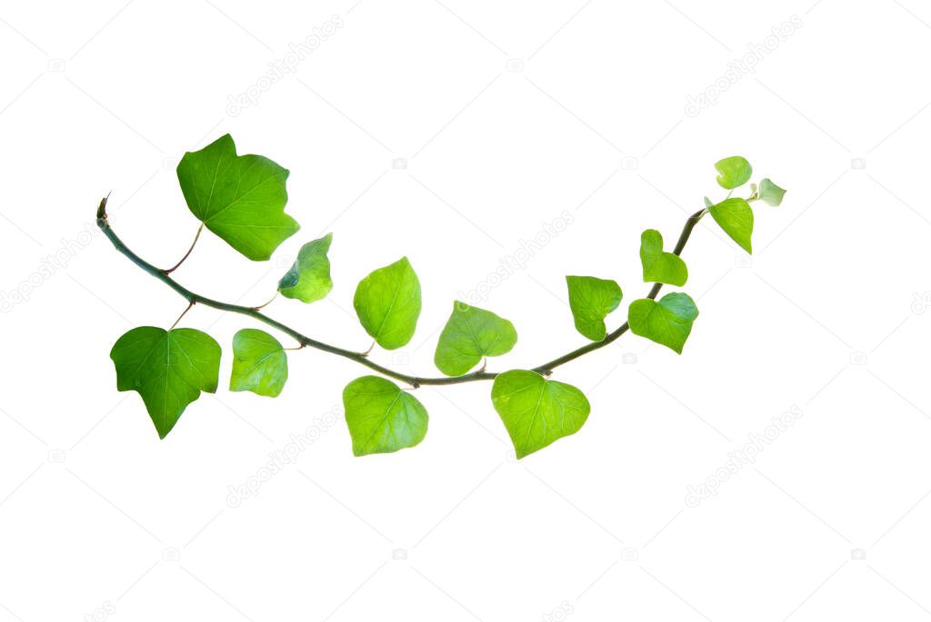 Bent green twig of ivy isolated on whit