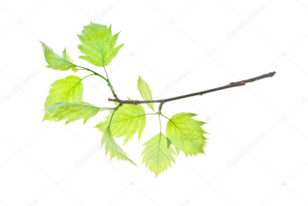 Green twig with carved leaves isolated on white backgroun