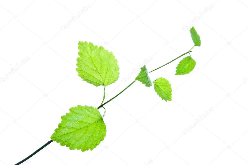 Lawn plant with carving leaf edges isolated on whit