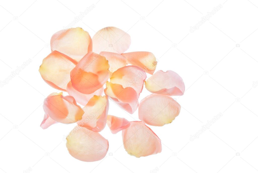 Pile of rose petals isolated on white