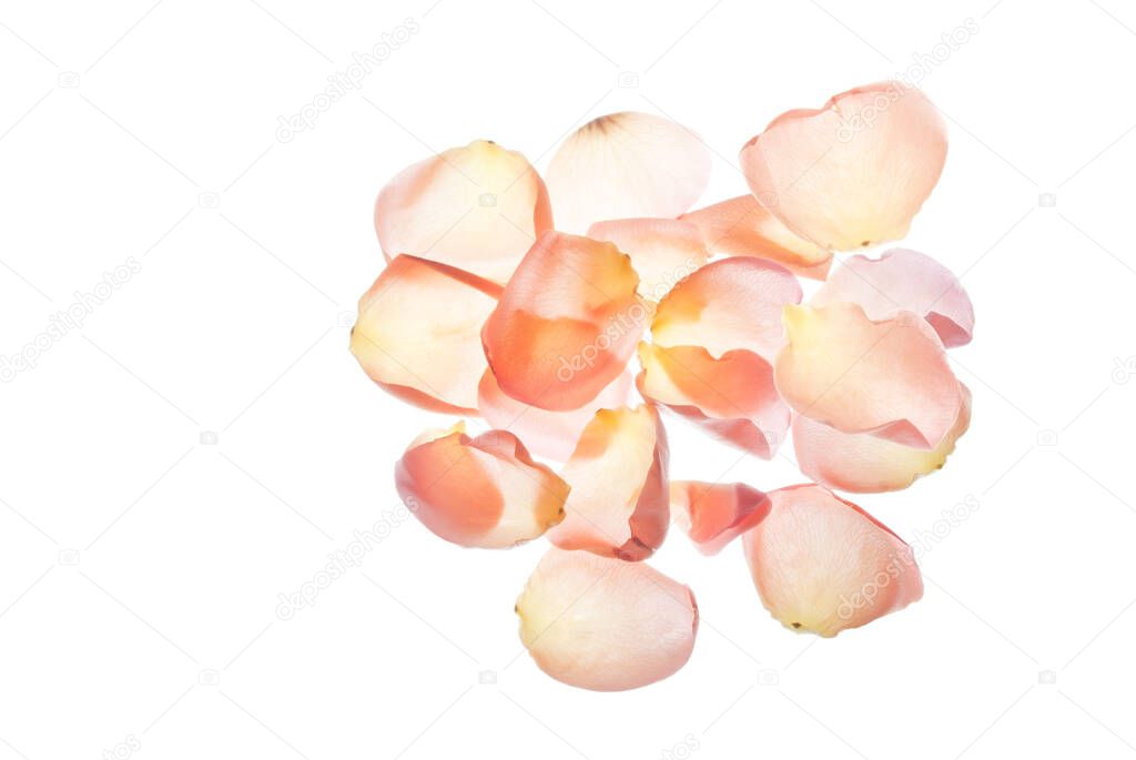 Pink petals of rose isolated on white