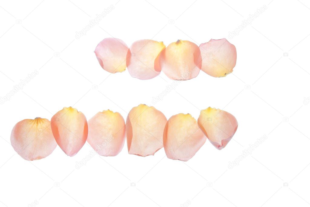 Rose petals series which can be used as a border isolated on white