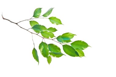 Beyaz benjamina filizli yeşil yapraklar. Whit 'te izole edilmiş ince dal.