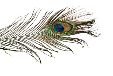 Tavus kuşu tüyü tüyü beyaz üzerine izole edildi 