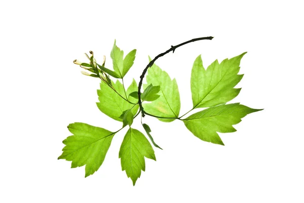 白に隔離された緑の葉と種を持つ灰の木の曲がった小枝 — ストック写真