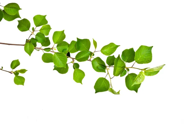 Branch Green Leaves Isolated White Backgroun — Stock Photo, Image