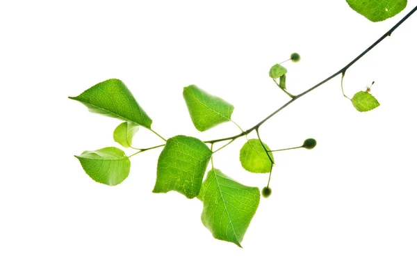 Ramita Verde Cerezo Silvestre Aislado Blanco — Foto de Stock