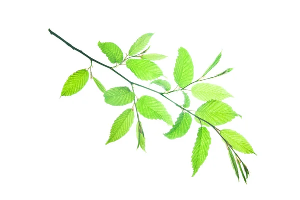 Περούκα Κερασφόρου Δένδρου Πράσινα Οδοντωτά Φύλλα Που Απομονώνονται Λευκό — Φωτογραφία Αρχείου