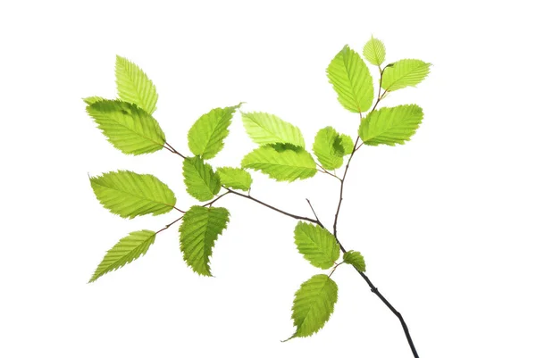 Twig Hornbeam Green Toothed Leaves Isolated White — Stock Photo, Image