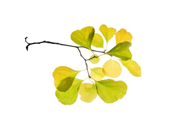 Whit Yalıtılmış Yuvarlak Sarı Yapraklı Dal — Stok fotoğraf