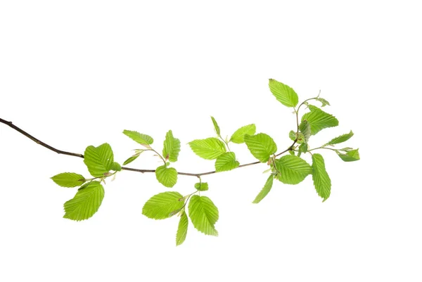 Primavera Galho Chifre Com Folhas Jovens Isoladas Branco — Fotografia de Stock