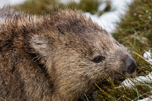 Wombat Pást Sněhu Cradle Mountain Národního Parku Tasmánie — Stock fotografie