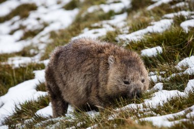 Wombat foraging in the snow at Cradle Mountain National Park, Tasmania clipart